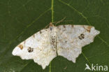 Peacock Moth (Semiothisa notata)