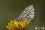 Klein geaderd witje (Pieris napi)