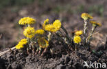 Klein hoefblad (Tussilago farfara)