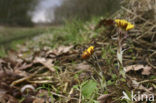 Klein hoefblad (Tussilago farfara)