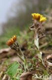 Klein hoefblad (Tussilago farfara)