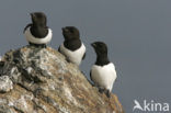 Little Auk (Alle alle)