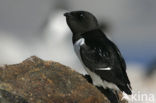Little Auk (Alle alle)