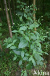 Kleine kaardebol (Dipsacus pilosus)