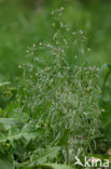 Small Toadflax (Chaenorhinum minus)
