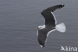Lesser Black-backed Gull (Larus fuscus)