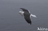 Lesser Black-backed Gull (Larus fuscus)