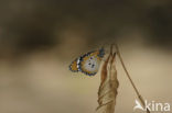 Kleine monarchvlinder (Danaus chrysippus)