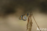 Plain Tiger (Danaus chrysippus)