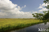 Kleine ratelaar (Rhinanthus minor) 