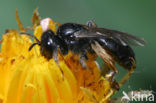 Kleine roetbij (Panurgus calcaratus)