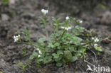 Kleine veldkers (Cardamine hirsuta)