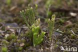 Kleine wolfsklauw (Diphasiastrum tristachyum) 