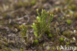 Kleine wolfsklauw (Diphasiastrum tristachyum) 