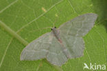 Common Emerald (Hemithea aestivaria)