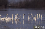 Kleine zwaan (Cygnus bewickii)