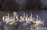 Kleine zwaan (Cygnus bewickii)