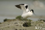 Pied Avocet (Recurvirostra avosetta)