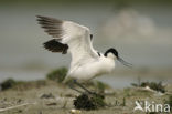 Pied Avocet (Recurvirostra avosetta)