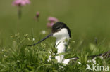 Pied Avocet (Recurvirostra avosetta)