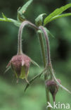 Knikkend nagelkruid (Geum rivale) 