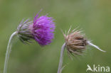 Knikkende distel (Carduus nutans)