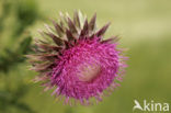 Knikkende distel (Carduus nutans)