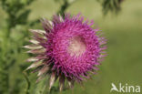 Knikkende distel (Carduus nutans)