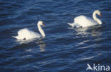 Knobbelzwaan (Cygnus olor)