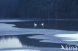 Knobbelzwaan (Cygnus olor)