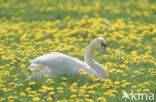 Knobbelzwaan (Cygnus olor)