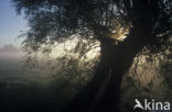 Knotwilg (Salix alba)
