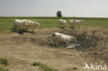 Cow (Bos domesticus)