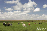 Cow (Bos domesticus)