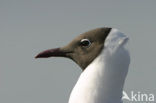 Black-headed Gull (Larus ridibundus)