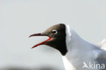 Black-headed Gull (Larus ridibundus)