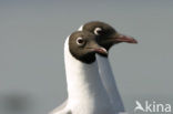 Black-headed Gull (Larus ridibundus)