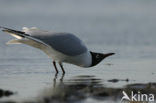 Black-headed Gull (Larus ridibundus)