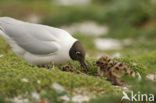 Black-headed Gull (Larus ridibundus)
