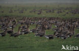 White-fronted goose (Anser albifrons)