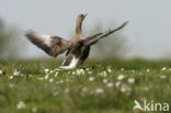 White-fronted goose (Anser albifrons)