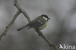 Great Tit (Parus major)