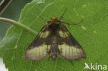 Burnished Brass (Diachrysia chrysitis)