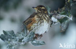 Koperwiek (Turdus iliacus)