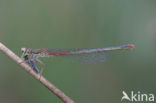 Koraaljuffer (Ceriagrion tenellum)