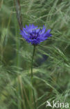 Korenbloem (Centaurea cyanus) 