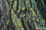 Korstmos