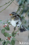 Fieldfare (Turdus pilaris)