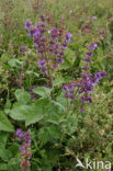 Kranssalie (Salvia verticillata) 