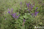 Kranssalie (Salvia verticillata) 